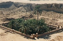 Palmen in het heilige meer van Dendara