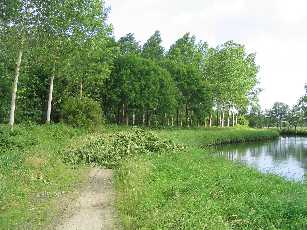 Resultaat van de storm: boom over de weg