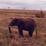 Jonge olifant