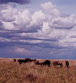 Gnoes in Masai Mara