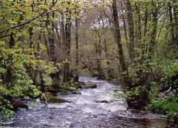 Bij Aira Falls (Ullswater)