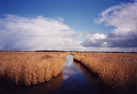 Zaanse rietvelden