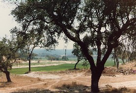 Kurkeik en rijstvelden in Zuid-Portugal