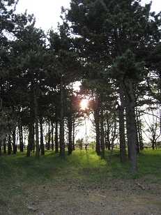 Zonsondergang in de Waterleidingduinen