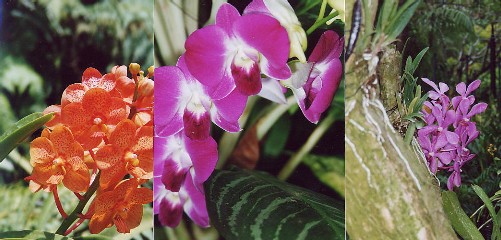 Orchideen