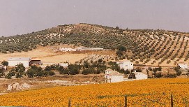 Zonnebloemvelden in Andalusië