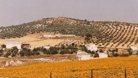 Zonnebloemvelden in Andalusi