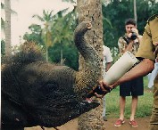 Drinkend olifantje in Pinawella