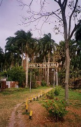 's Lands Palmentuin