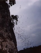 De vleermuizen vliegen uit