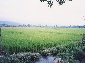 Irrigatie leidt tot meer dan 1 rijstoogst per jaar