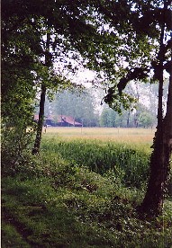 De Collse molen tussen de bomen